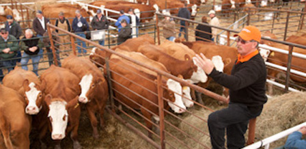 New & Used Livestock Handling Equipment for Sale